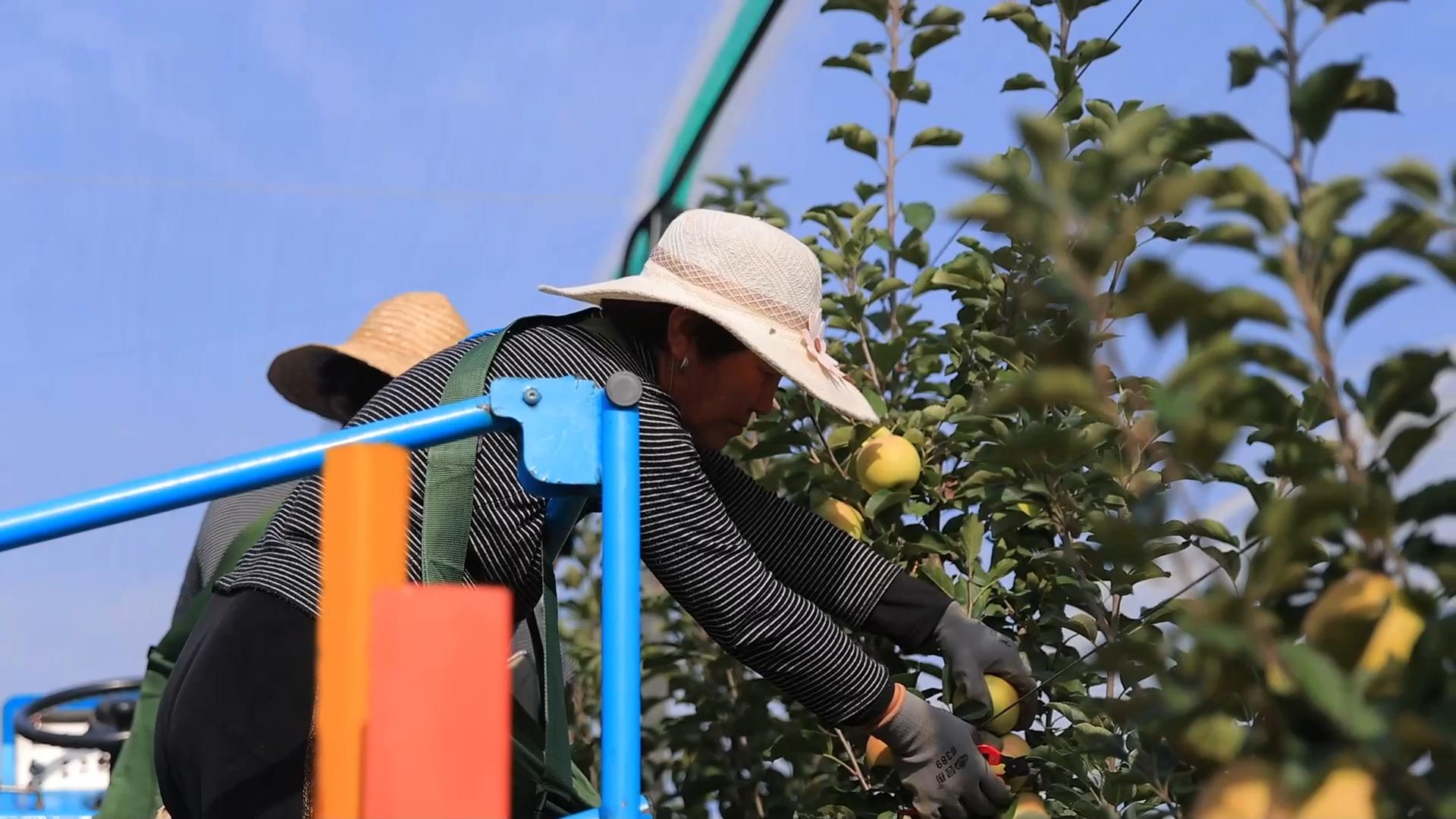 陕西千阳:矮砧苹果采摘忙 振兴路上果香飘