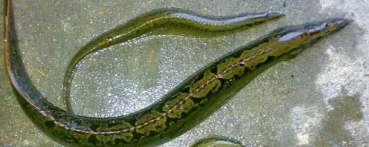 刀鳅是国家二级保护动物吗?