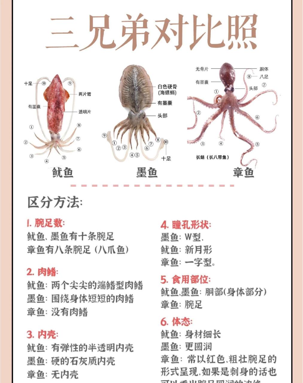 章鱼墨鱼鱿鱼怎么区分?