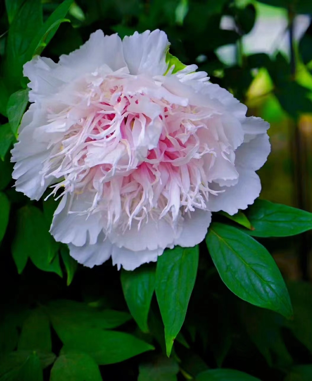 洛阳珍品牡丹之银丝贯顶