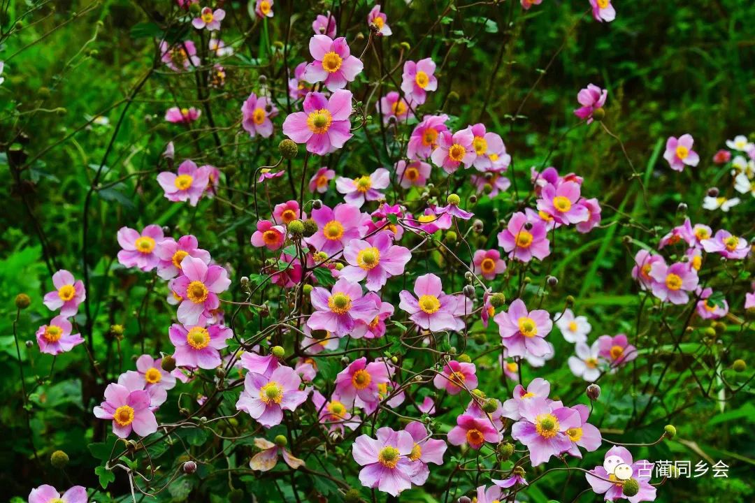 古蔺的野棉花开了,冬天也快到了
