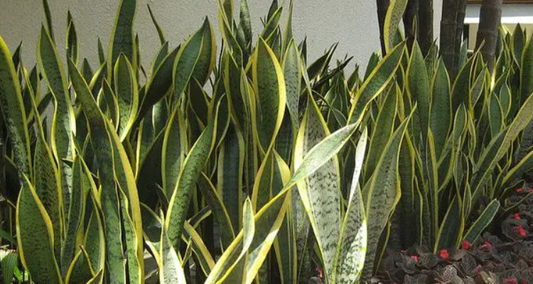 虎皮兰能长多高