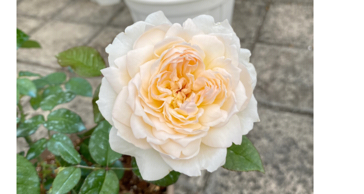 波莱罗月季的优缺特点