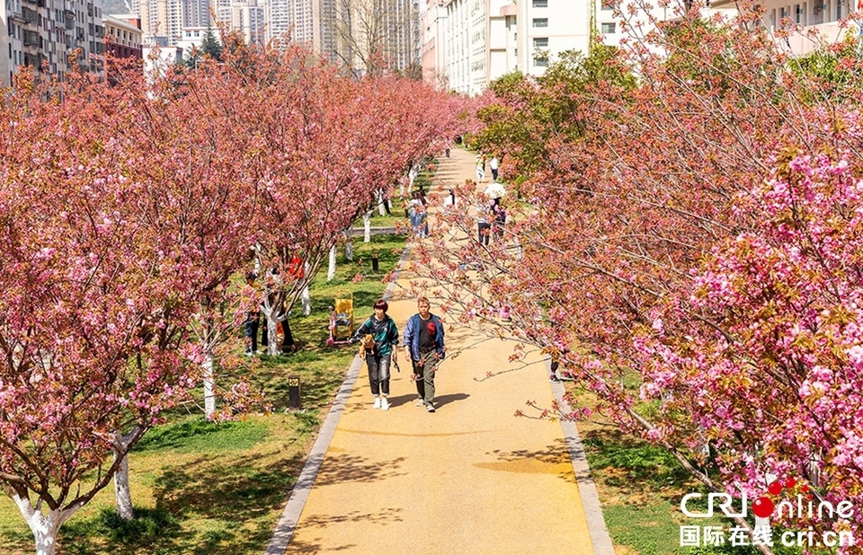 六盘水樱花图片