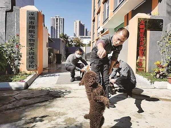 新區犬隻領養中心收治流浪狗近2000只 讓領養代替購買 文明養犬從