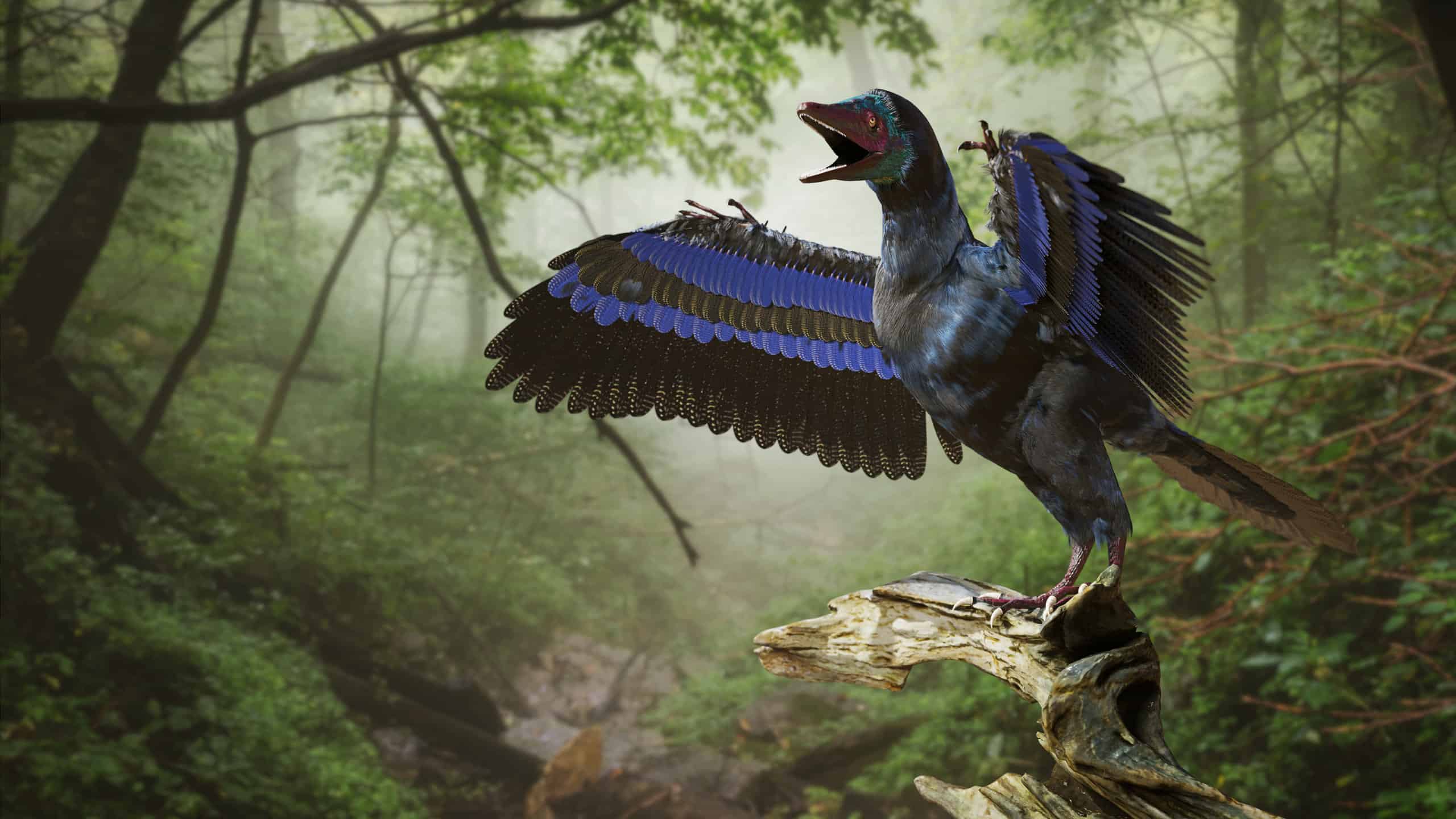 始祖鸟是不是鸟祖先(始祖鸟与鸟的区别)