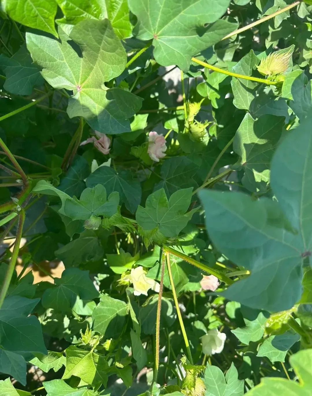 棉花蕾期,开花期和打顶期调控指标及措施