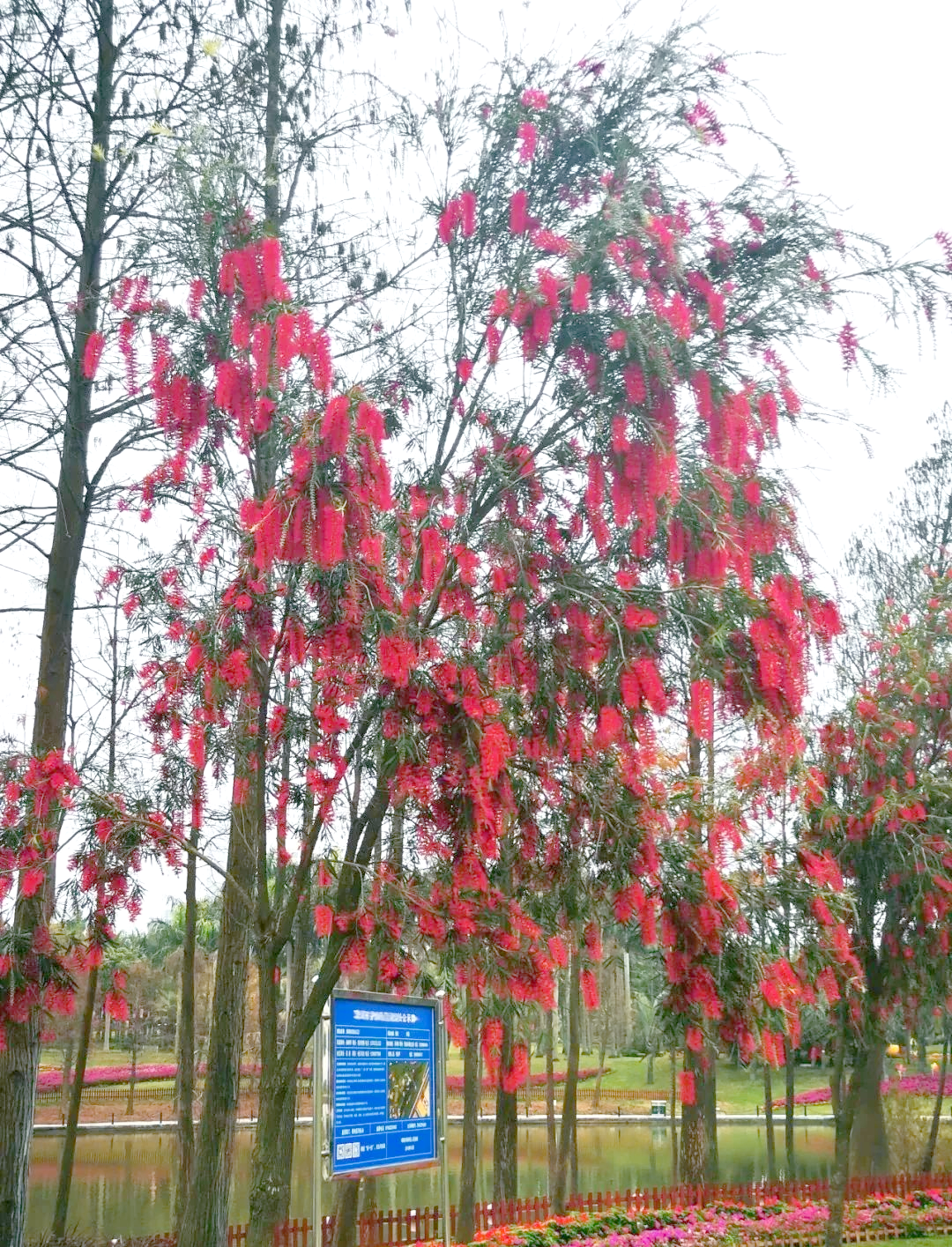 垂枝红千层:别称"串钱柳",一种独特美观的常绿小乔木或灌木