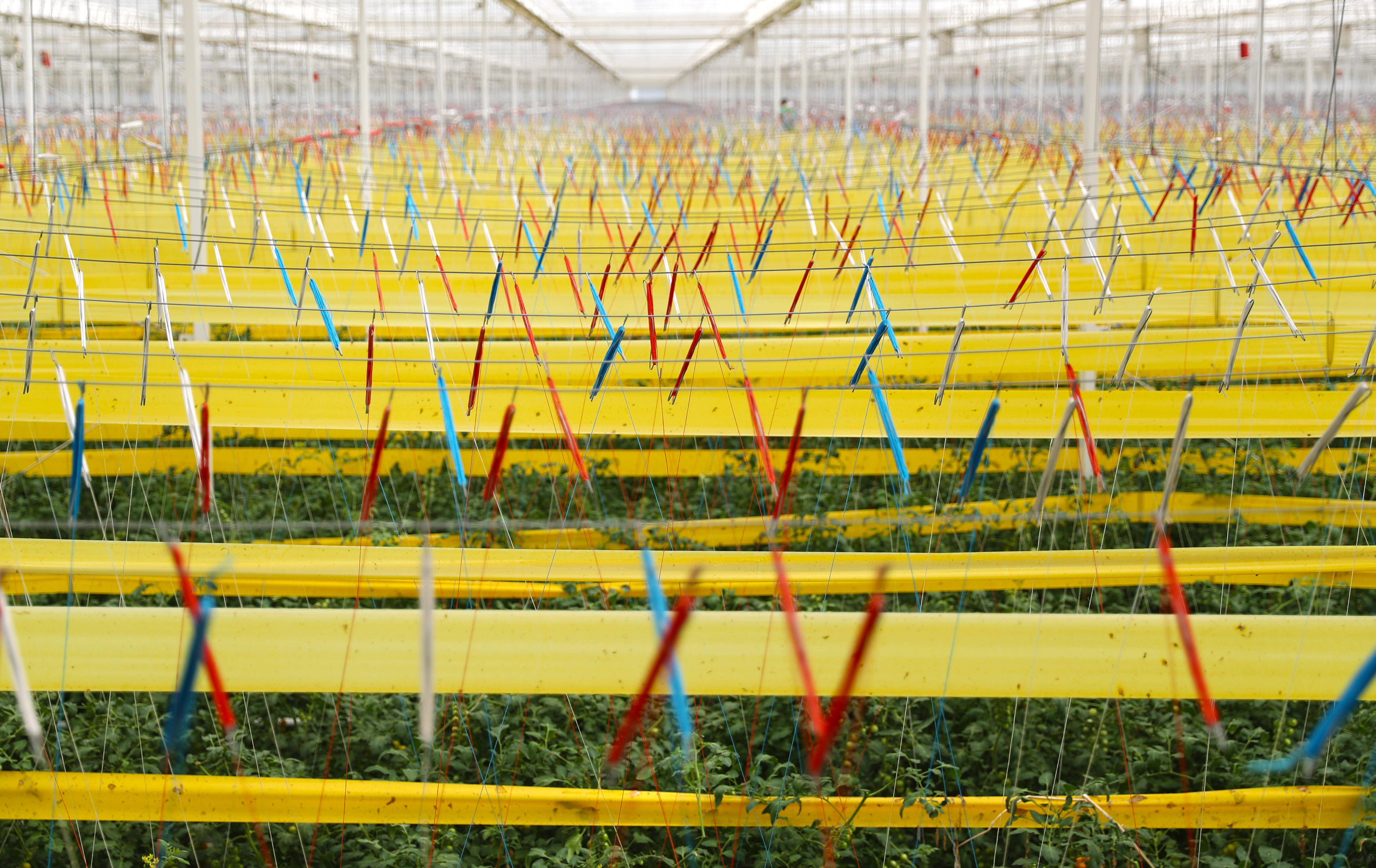 智慧赋能!青岛莱西现代设施农业满满"科技范"