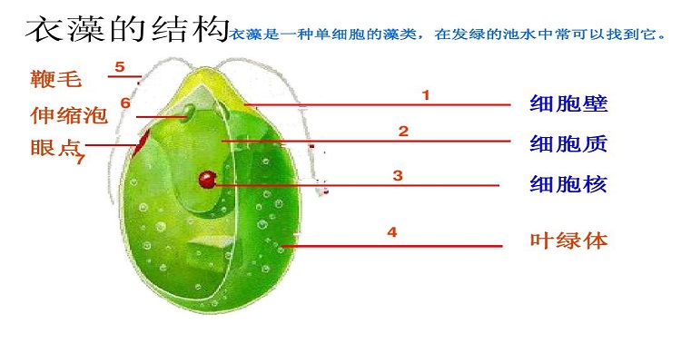 衣藻的结构图图片