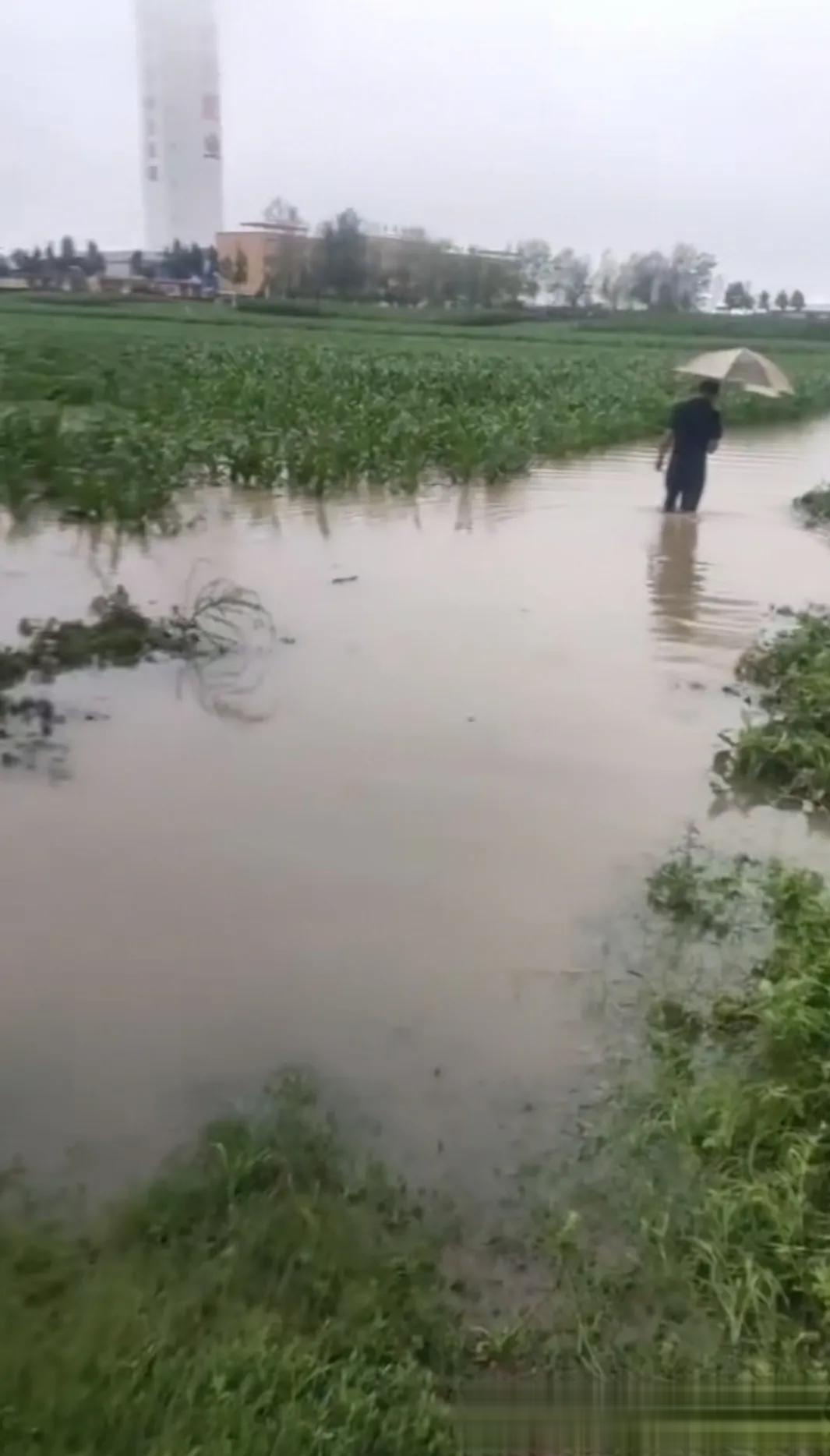 河南农作物经历旱涝急转,农民种地不易,花生被浸泡,玉米苗被淹