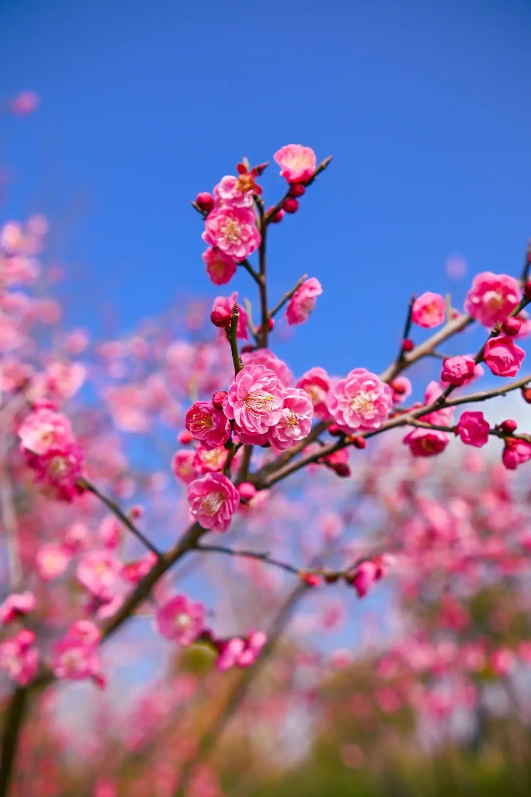 梅花图片大自然风景图图片