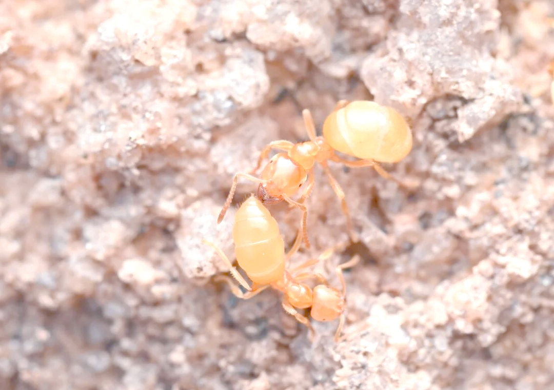 昆嵛山金黄色蚂蚁的奇妙生存