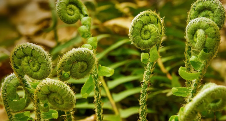 蕨类植物和裸子植物的区别