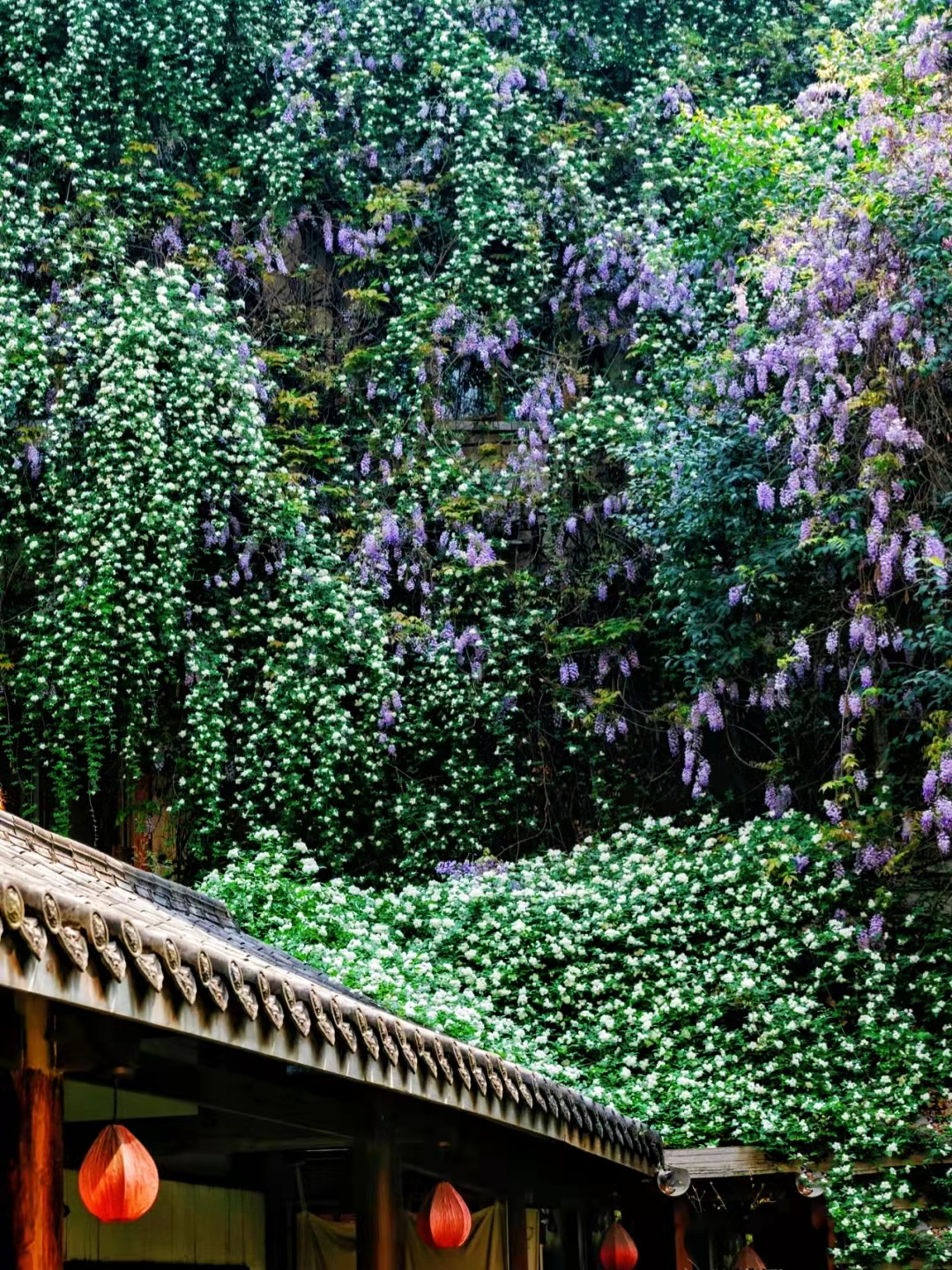 地铁口发现一处白色木香花,流淌的"花瀑布"一样,太壮观了