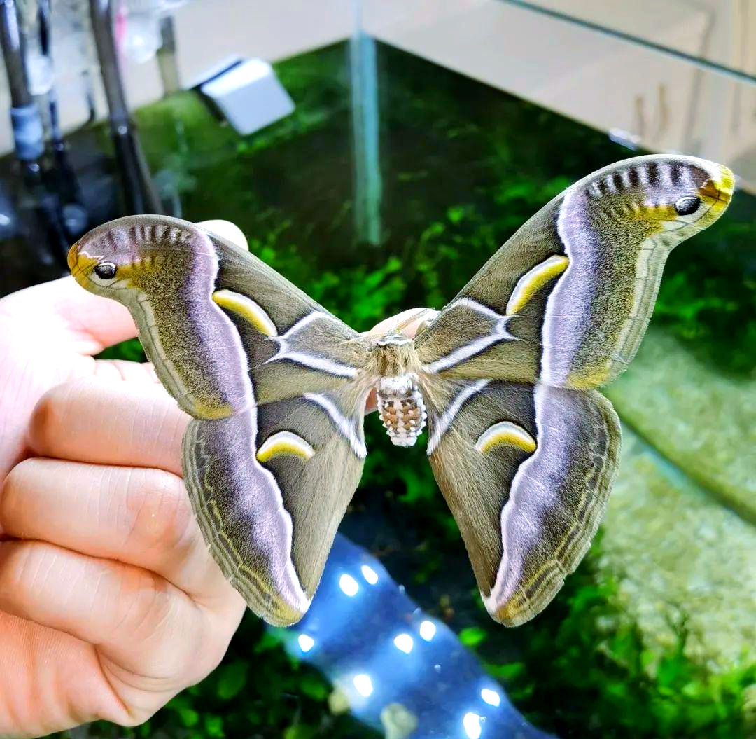 王氏樗蚕蛾的迷人特征与意外发现