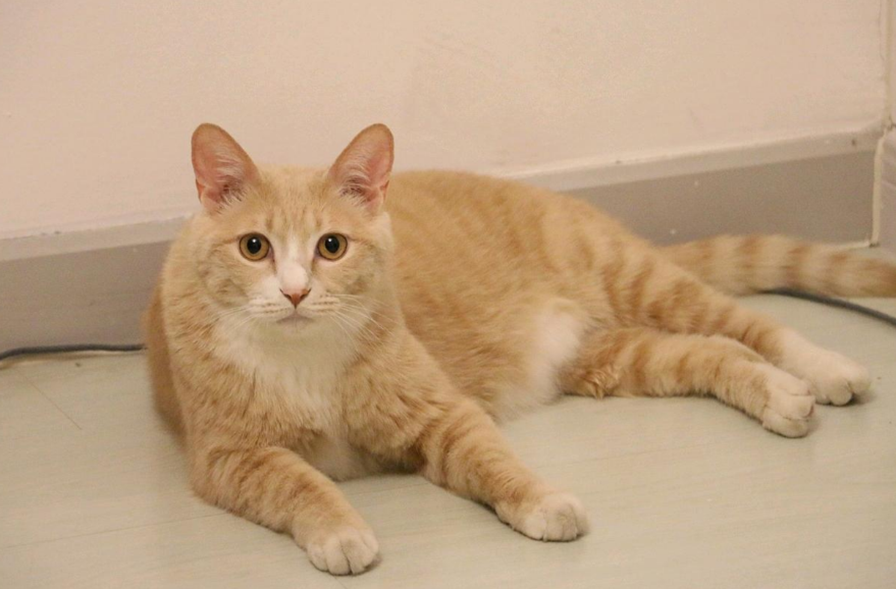 猫为什么叫衔蝉奴?猫咪还有什么别称吗?