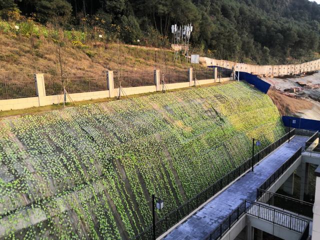 碧桂园天麓|屋外绿化咋成了混凝土覆盖