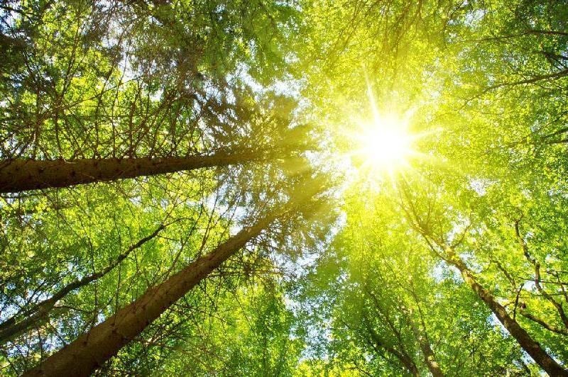 橡树创新:让人生充满阳光心态