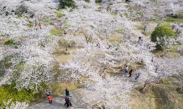 南京樱花园图片