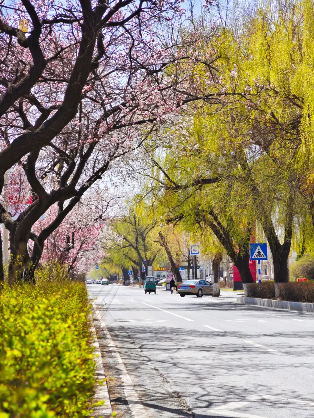 醉春天的街道美得让人陶醉