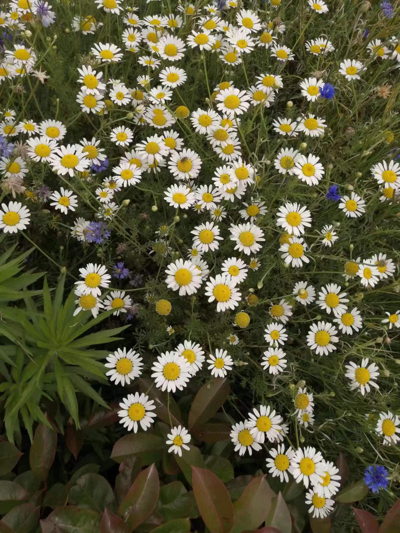 黄埔一期生冷欣其人//作者:顾少俊