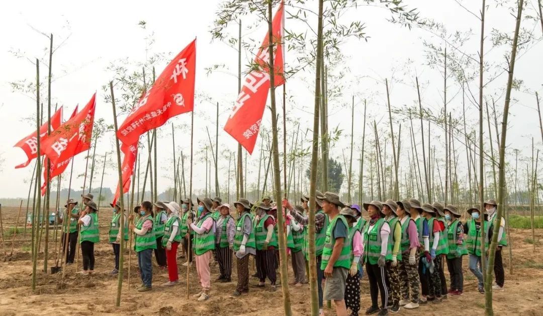 做好一名雄安建设者:中联天盛北方竹子研究院邱明轩专访(上)