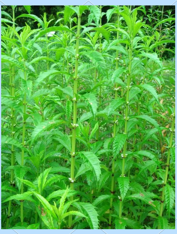 泽兰的神奇功效与配伍应用全解析