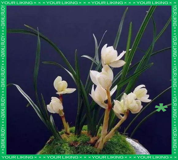 莲瓣兰素冠荷鼎:众多铭品中的佼佼者