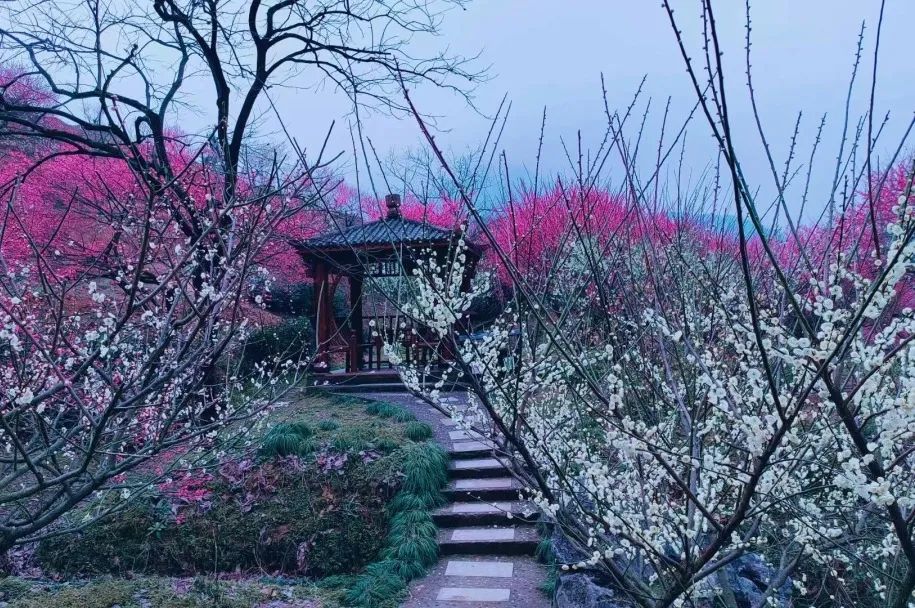 相約十里梅花香雪海趕吉山梅園最美花期