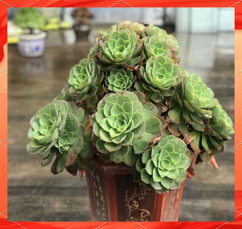 玉龙观音:多肉植物中的佼佼者,养护全攻略
