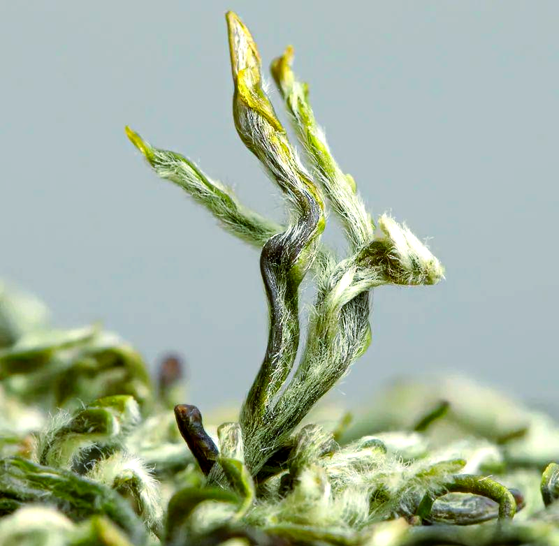 蒙顶甘露:茶文化的独特韵味