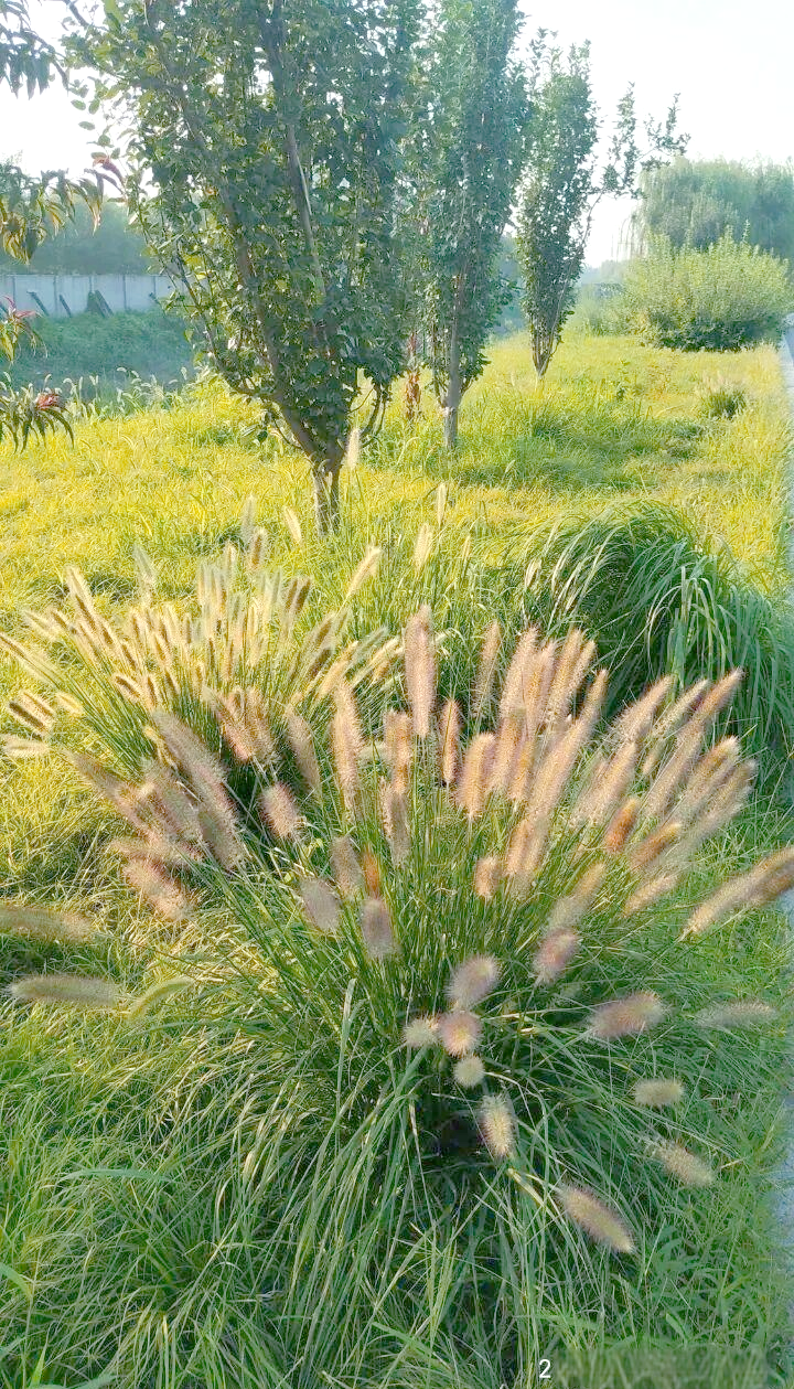 狼尾草与狗尾草的独特魅力:从田间杂草到艺术灵感