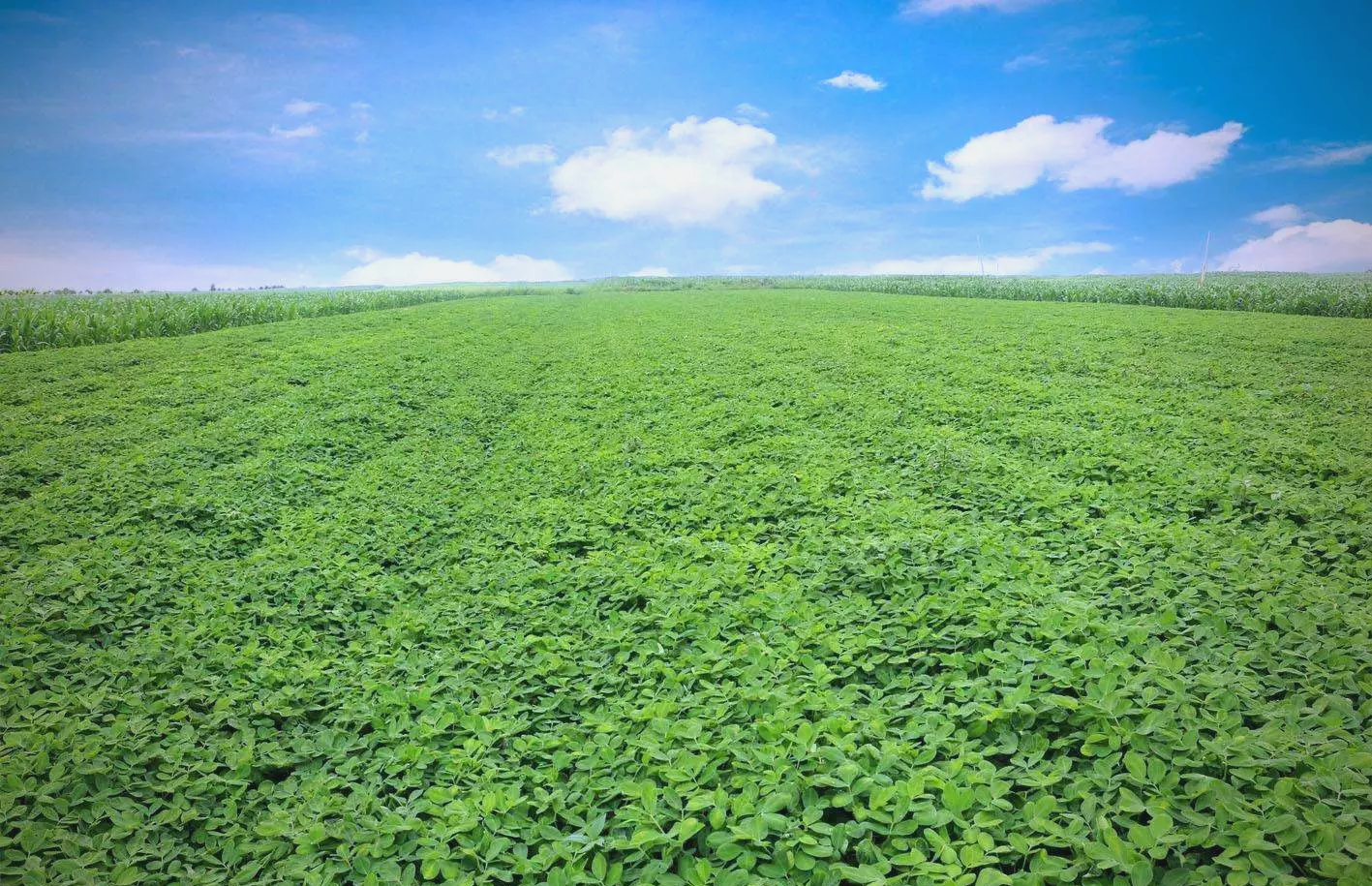 花生种植技术要点详解
