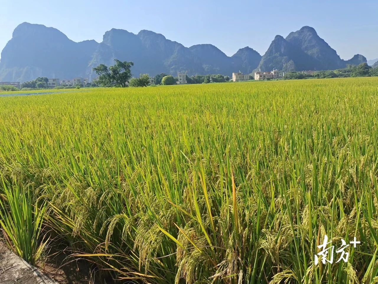 镇村风采阳春市陂面镇石尾村垦造水田的经验做法何以入选省典型案例