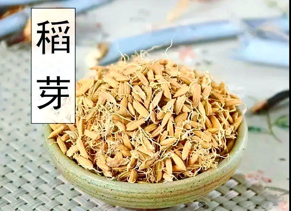 稻芽:中药中的温和消食与健脾选择