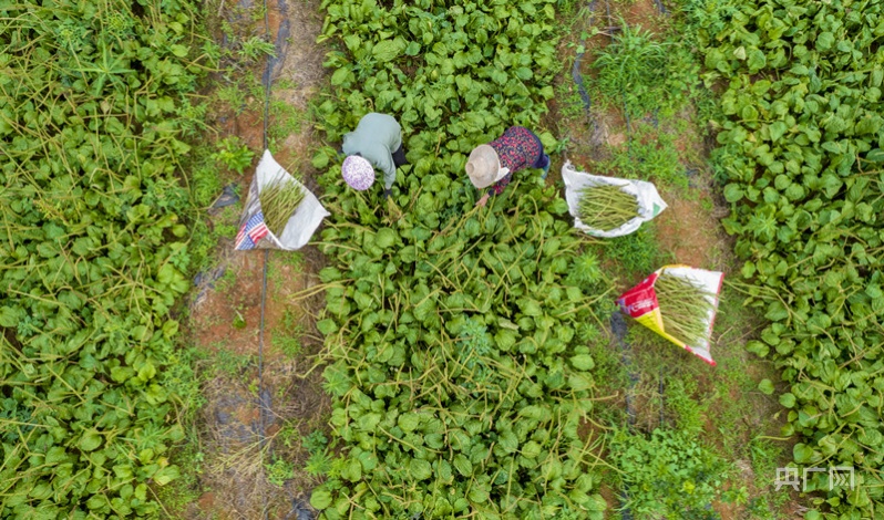 种植中药材致富图片