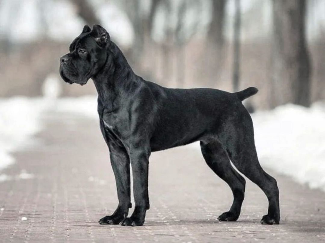 如何辨别卡斯罗犬的纯种与非纯种?