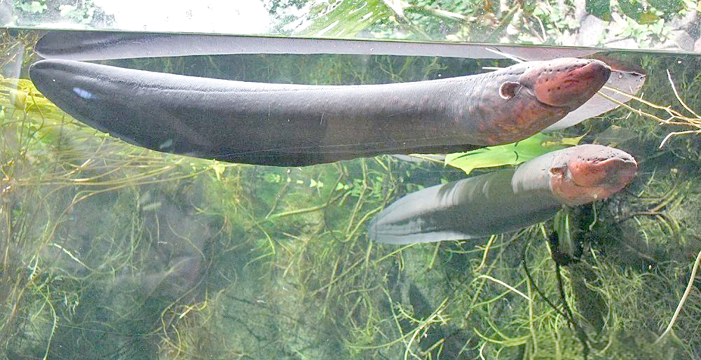 电鳗:一种能放电的独特淡水鱼类