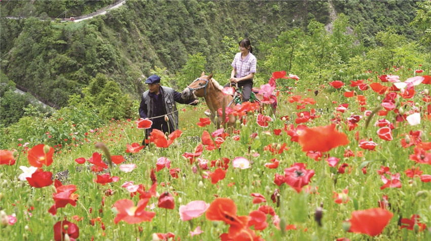 泸定县磨西镇青冈坪村:以花为"媒" 奏响乡村旅游"交响曲"