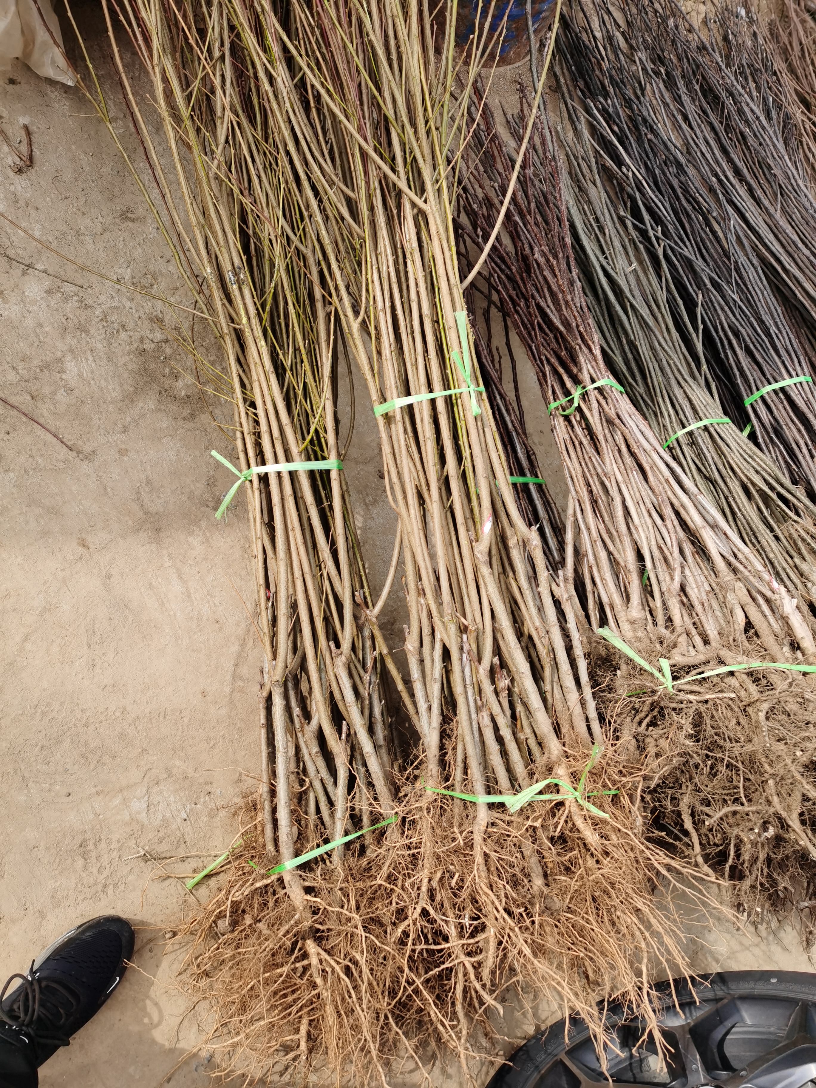 中桃金甜1号桃树苗修剪技巧,提高产量的关键!