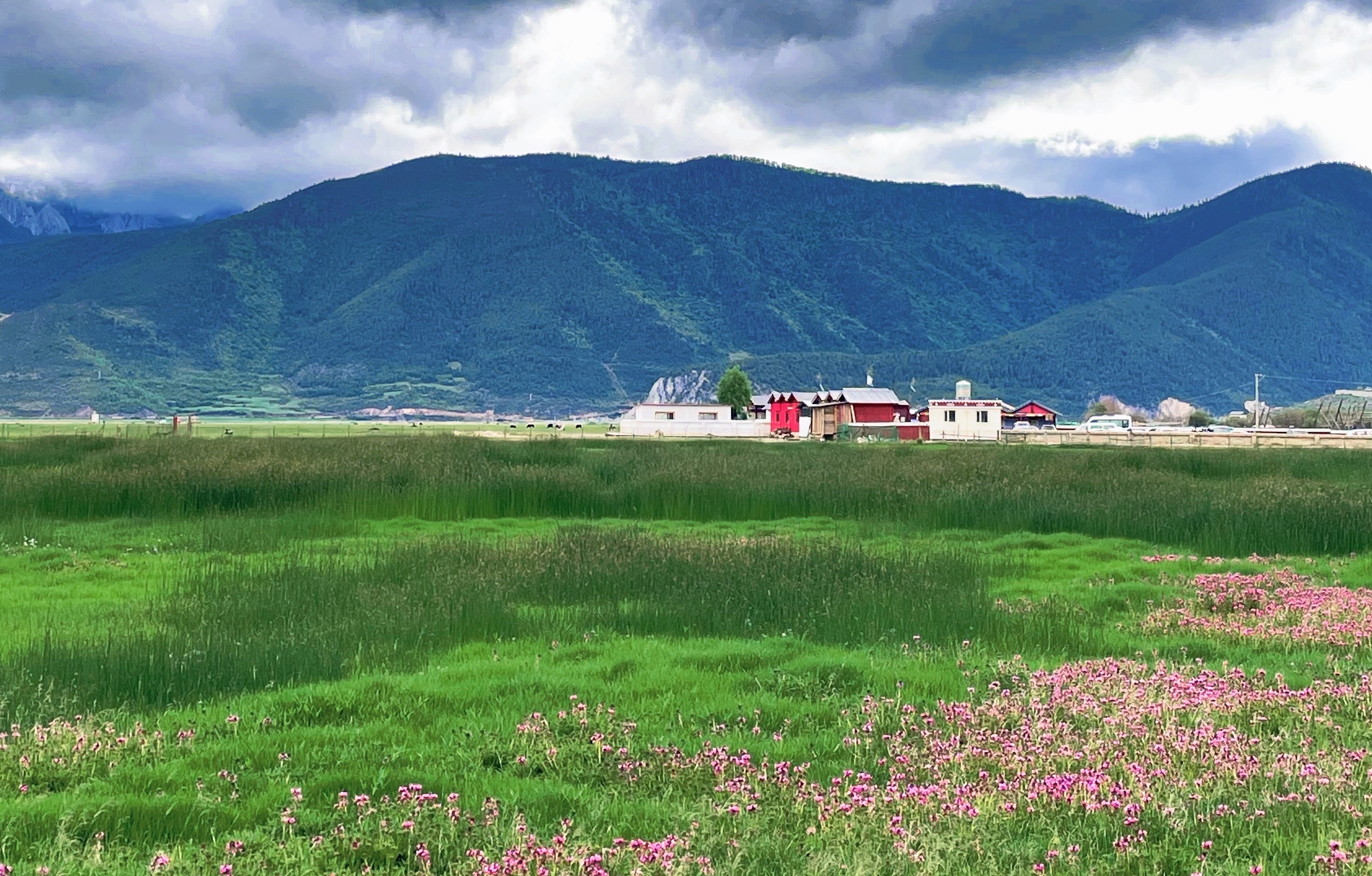 云南草原的油菜花海开了,新疆草原,西藏民俗,江南花海这里都有