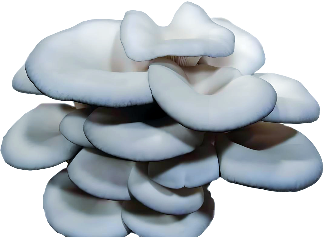 菌藻类食物食用禁忌指南