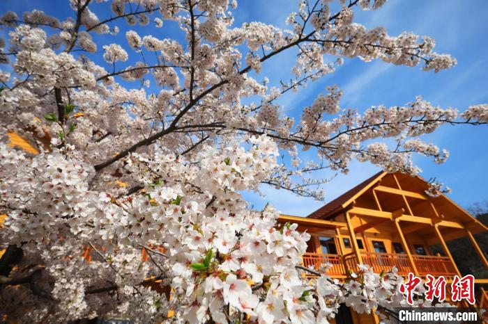 大连(旅顺)国际樱花节启幕 游客踏青赏樱领略盎然春意