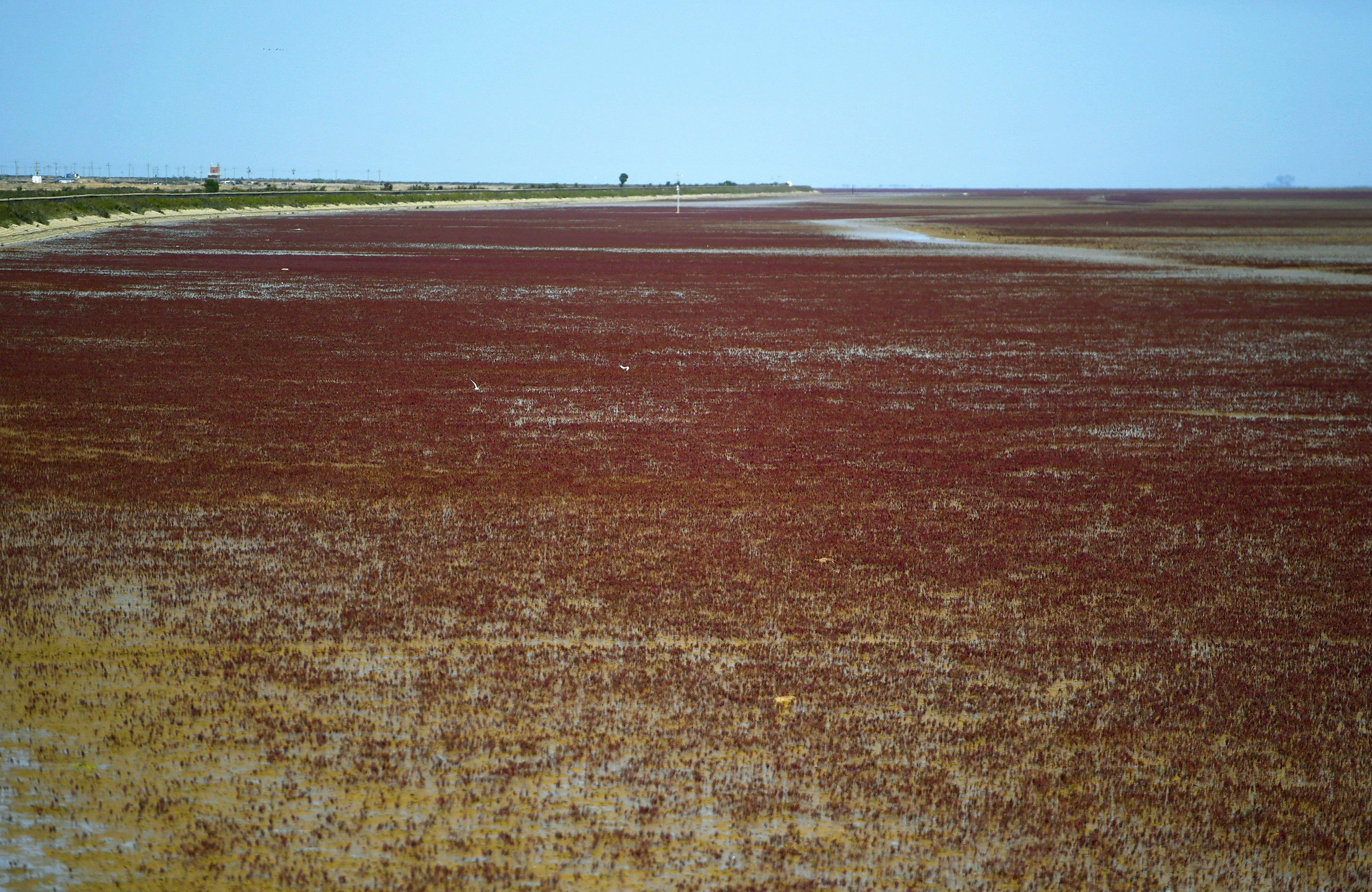 组图|东营黄河口湿地"红地毯"迎来最佳观赏期