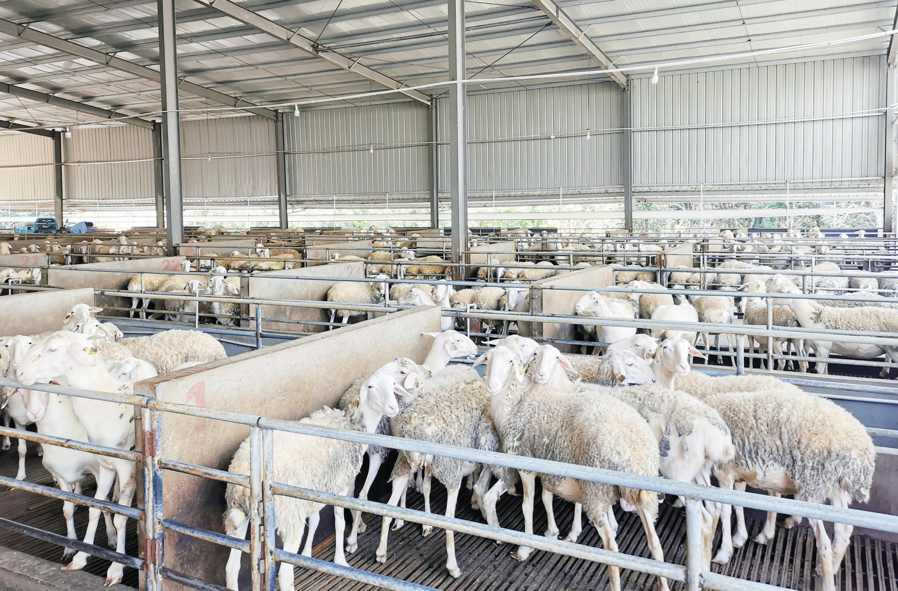 从浙江引进的300余只澳洲白湖羊落户房县尹吉甫镇