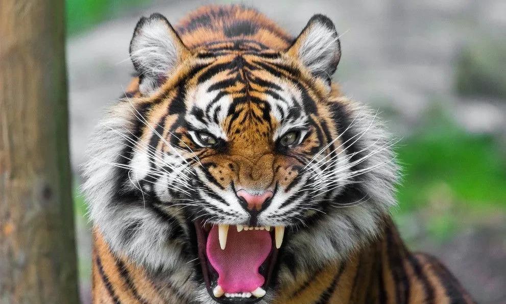 我国上千只圈养东北虎,无一放归野外