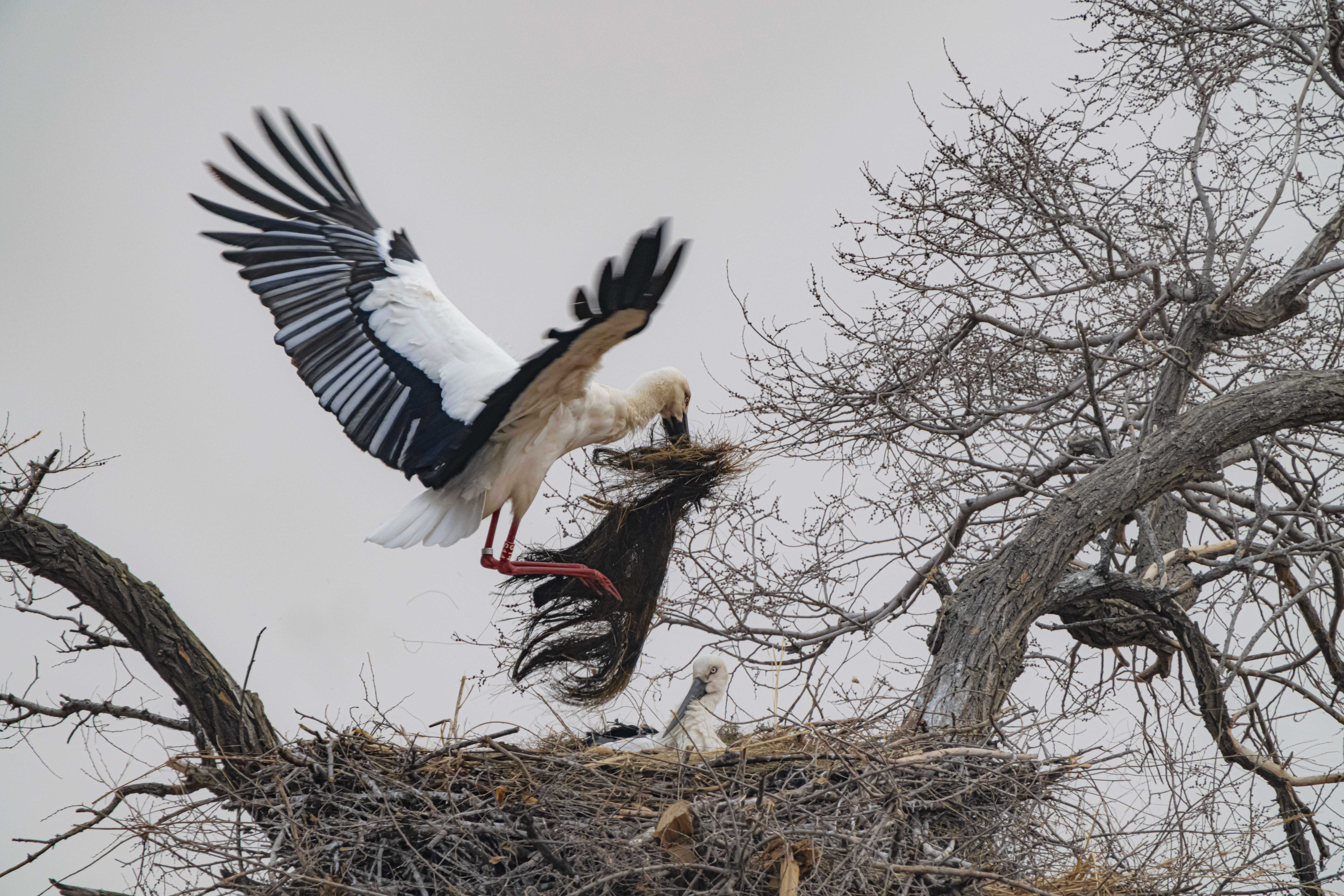 东方白鹳"夫妇"的扎龙爱情故事