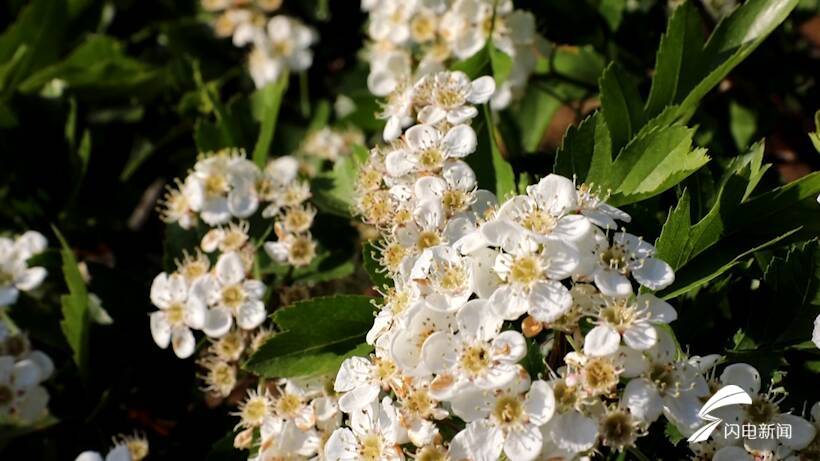 花開泰安丨新泰市:萬畝山楂花開引客來