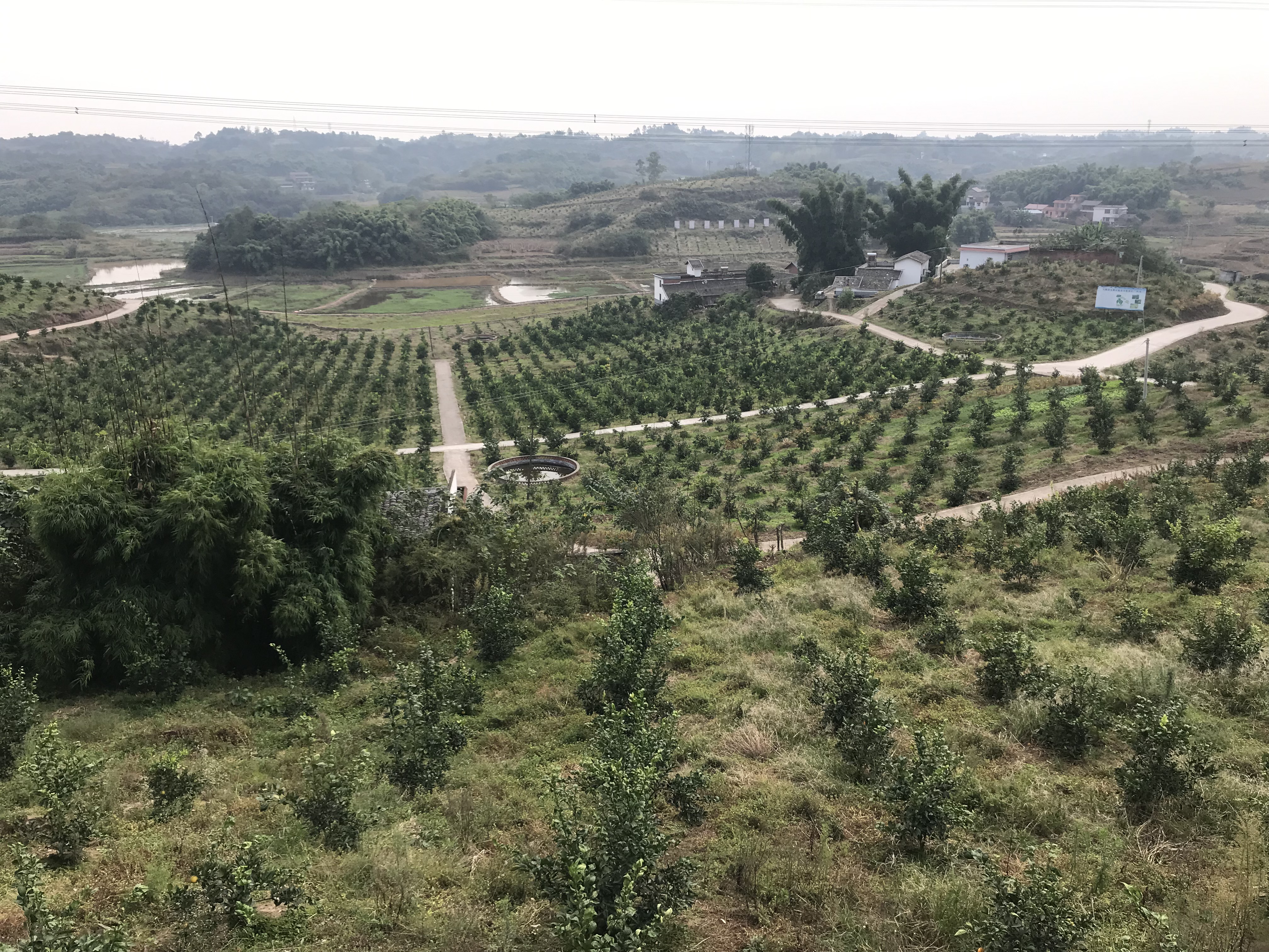 沿滩区兴隆镇:多管齐下做好两项改革"后半篇"文章